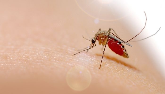 Dengue: Symptoms, Preventions and Treatment Options